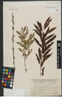 Foto von Salix triandra L. x Salix viminalis L.